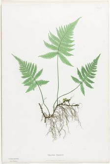 Ferns of Great Britain and Ireland: Polypodium Phegopteris, 1855-1856. Creator: Henry Bradbury (British, 1829-1860); Bradbury and Evans