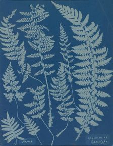 Ferns. Specimen of Cyanotype, 1840s. Creator: Anna Atkins