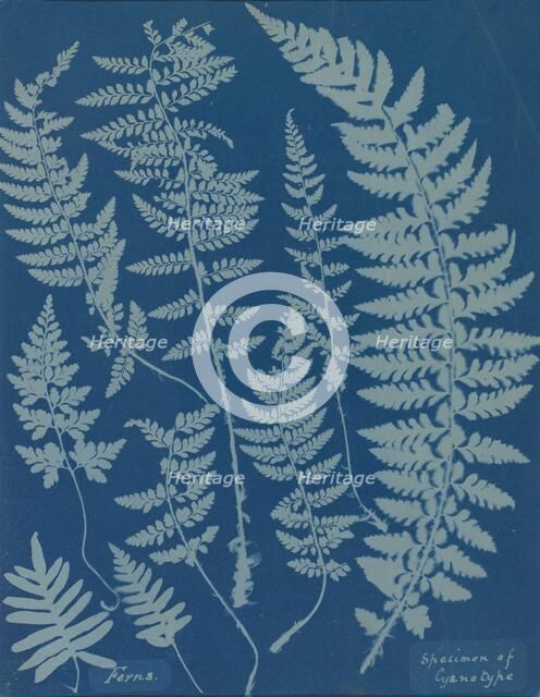 Ferns. Specimen of Cyanotype, 1840s. Creator: Anna Atkins.