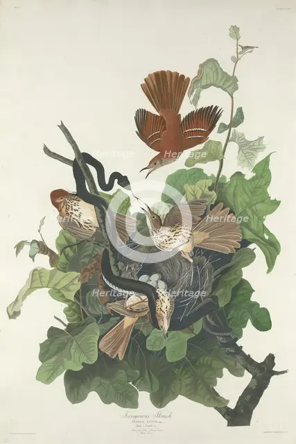 Ferruginous Thrush, 1831. Creator: Robert Havell.