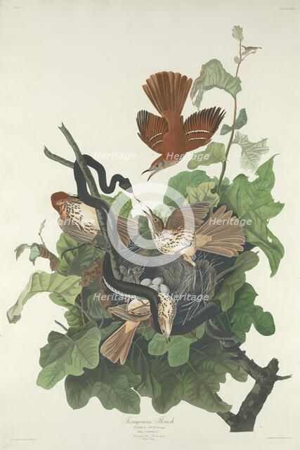 Ferruginous Thrush, 1831. Creator: Robert Havell.