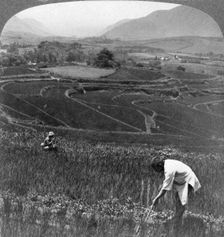 Fertile rice fields in the old crater of Aso-San, Japan, 1904.Artist: Underwood & Underwood
