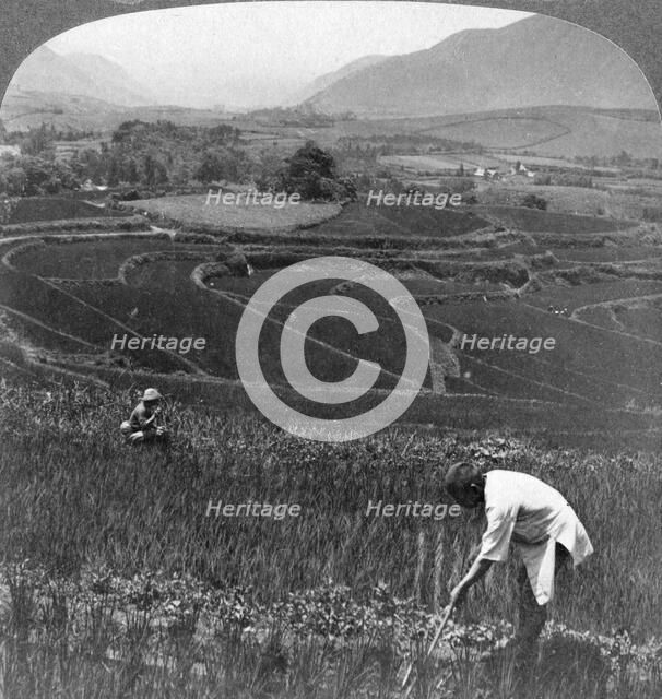 Fertile rice fields in the old crater of Aso-San, Japan, 1904.Artist: Underwood & Underwood