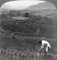 Fertile rice fields in the old crater of Aso-San, Japan, 1904.Artist: Underwood & Underwood