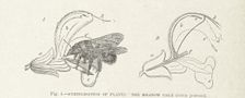 Fertilisation of Plants: the Meadow Sage (Salvia pratensis), 1899. Creator: Unknown