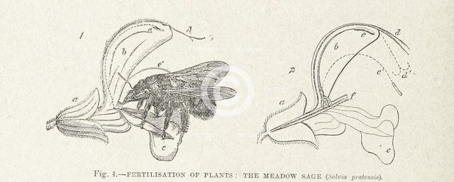 Fertilisation of Plants: the Meadow Sage (Salvia pratensis), 1899.  Creator: Unknown.