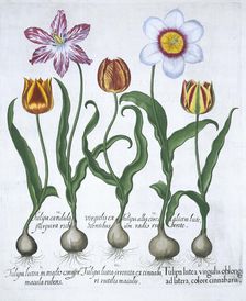 Five tulips, 1613