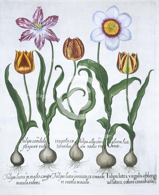 Five tulips, 1613. Artist: Unknown