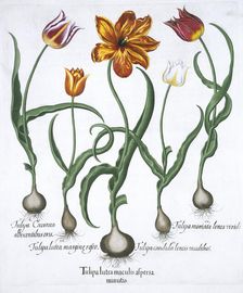 Five tulips, 1613