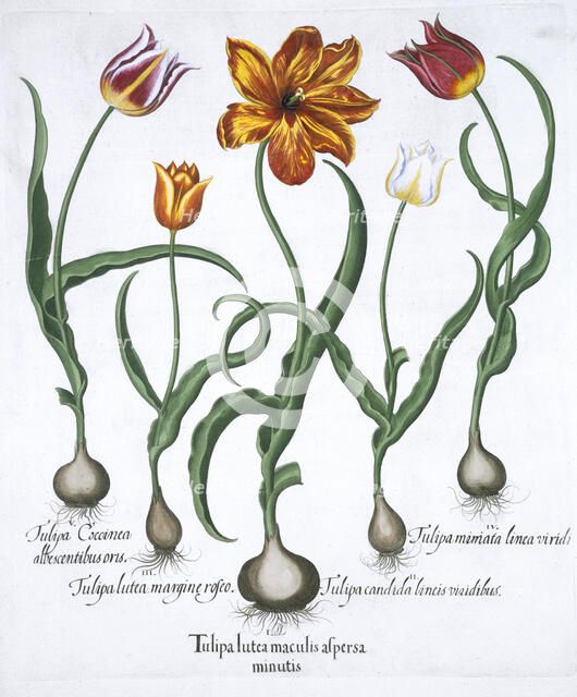 Five tulips, 1613. Artist: Unknown