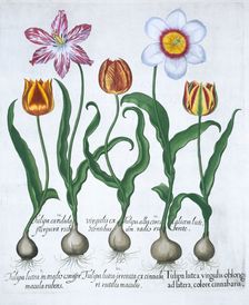 Five tulips, 1613. Creator: Unknown