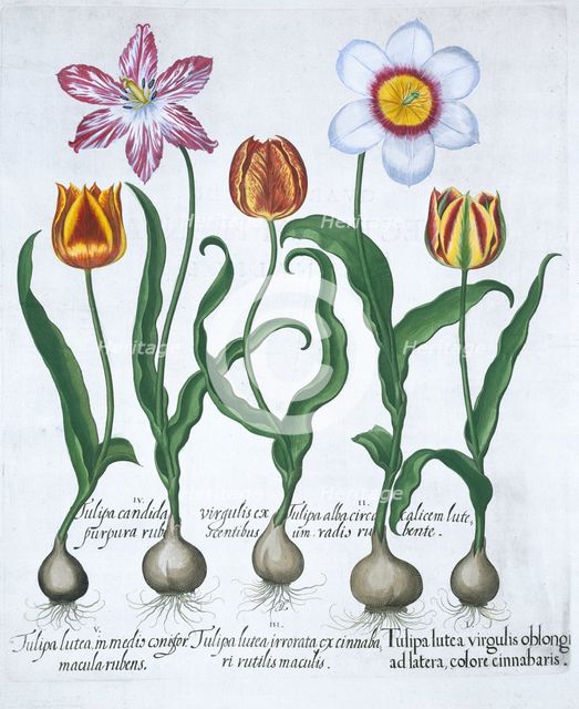 Five tulips, 1613. Creator: Unknown.