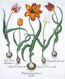 Five tulips, 1613. Creator: Unknown