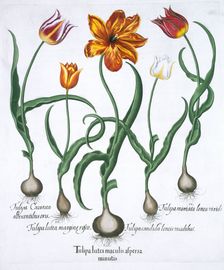 Five tulips, 1613. Creator: Unknown