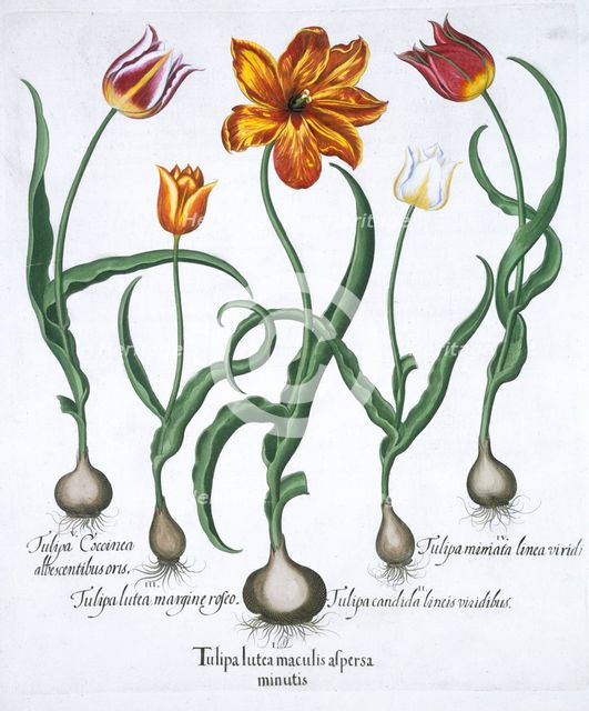 Five tulips, 1613. Creator: Unknown.
