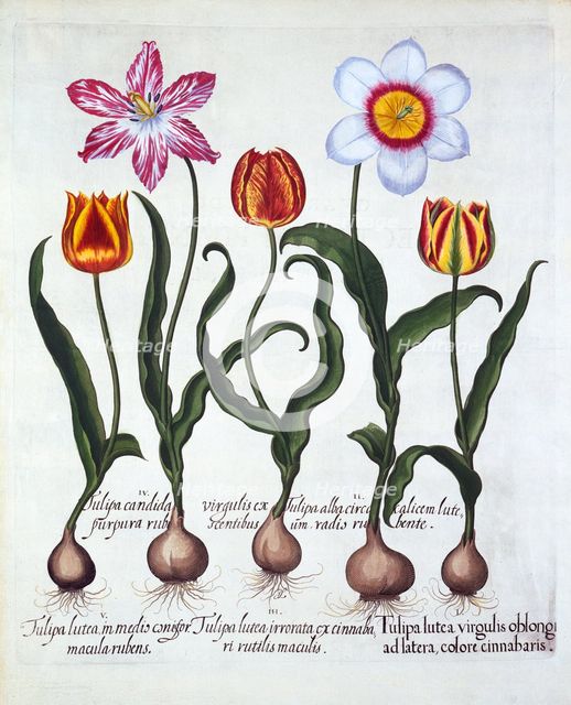 Five Tulips, from 'Hortus Eystettensis', by Basil Besler (1561-1629), pub. 1613 (hand-coloured engra