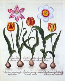 Five Tulips, from Hortus Eystettensis by Basil Besler (1561-1629), pub. 1613 (hand-coloured engra