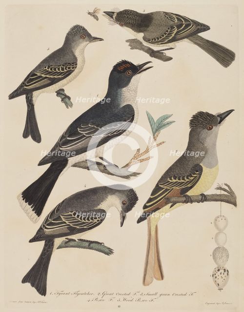 Five Birds with Their Eggs and an Insect, published 1808/1814. Creator: Alexander Lawson.
