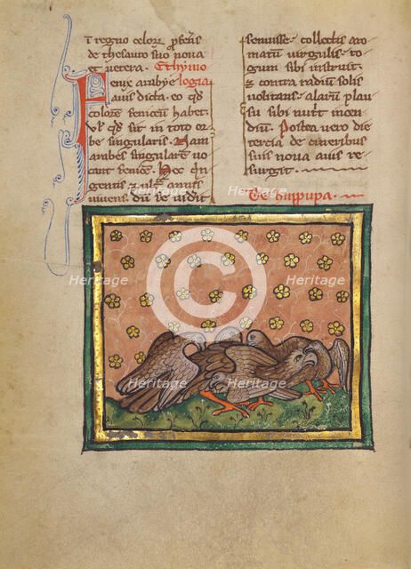 Five Birds (Hoopoe) Plucking the Feathers of Another Bird; Bestiary, about 1270. Creator: Unknown.