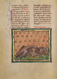 Five Birds (Hoopoe) Plucking the Feathers of Another Bird; Bestiary, about 1270. Creator: Unknown