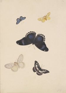 Five butterflies, 17th century. Creator: Pieter Withoos