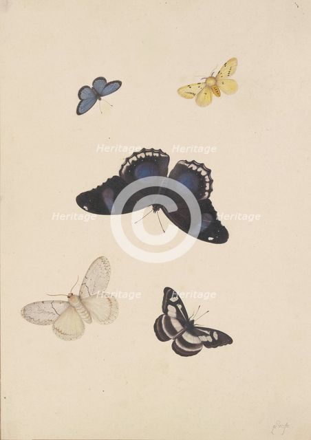 Five butterflies, 17th century. Creator: Pieter Withoos.
