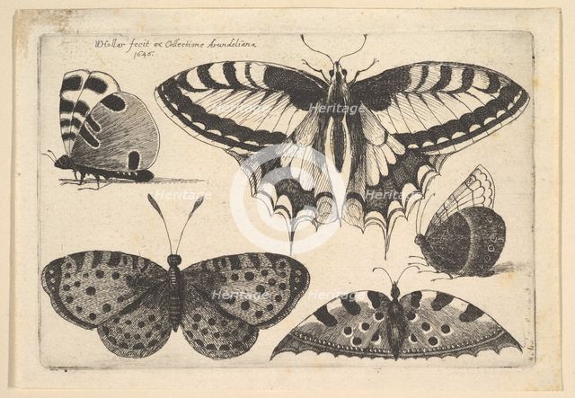 Five Butterflies, 1646. Creator: Wenceslaus Hollar.