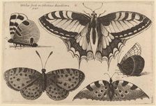 Five Butterflies, 1646. Creator: Wenceslaus Hollar
