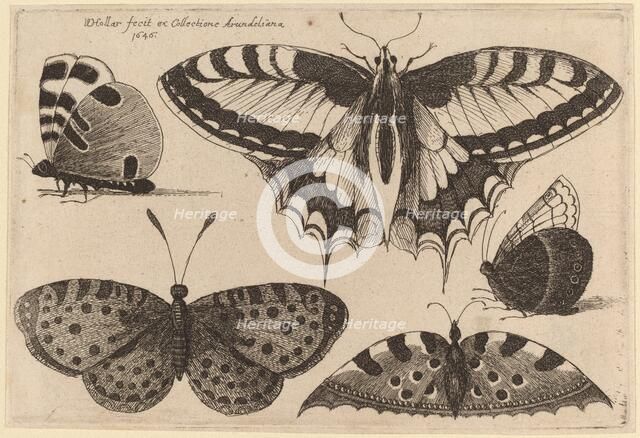 Five Butterflies, 1646. Creator: Wenceslaus Hollar.
