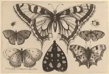 Five Butterflies, a Moth, and Two Beetles, 1646. Creator: Wenceslaus Hollar