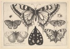 Five Butterflies, a Moth and Two Beetles, 1646. Creator: Wenceslaus Hollar