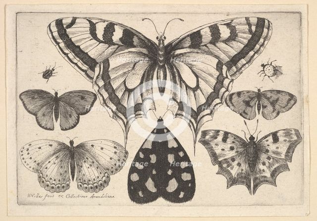 Five Butterflies, a Moth and Two Beetles, 1646. Creator: Wenceslaus Hollar.