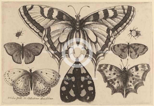 Five Butterflies, a Moth, and Two Beetles, 1646. Creator: Wenceslaus Hollar.