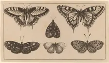 Five Butterflies and a Moth. Creator: Wenceslaus Hollar