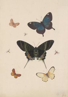 Five butterflies and three insects, late 17th century. Creator: Pieter Withoos