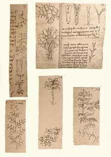 Five drawings illustrating the elements of landscape painting, c1472-c1519 (1883). Artist: Leonardo da Vinci