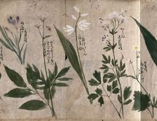 Five flowering plants, one possibly a species of Thalictrum, 1870. Creator: Unknown