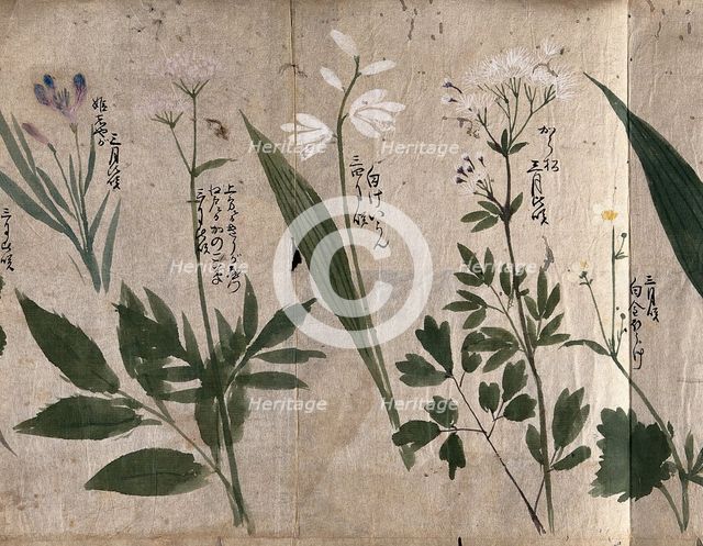 Five flowering plants, one possibly a species of Thalictrum, 1870. Creator: Unknown.