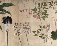 Five flowering plants, one possibly a voodoo lily (Sauromatum venosum), 1870. Creator: Unknown