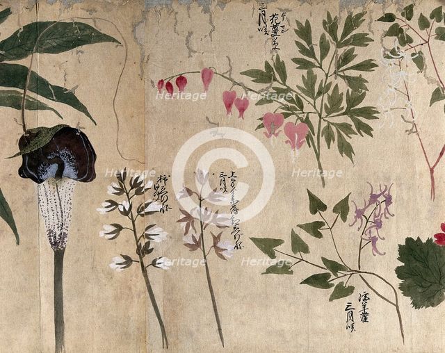 Five flowering plants, one possibly a voodoo lily (Sauromatum venosum), 1870. Creator: Unknown.