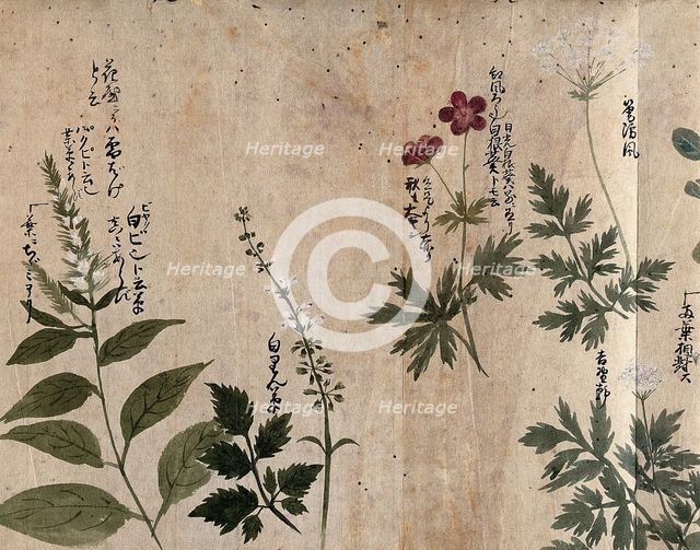 Five flowering plants, one possibly an Anthriscus species, 1870. Creator: Unknown.