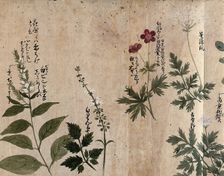Five flowering plants, one possibly an Anthriscus species, 1870. Creator: Unknown