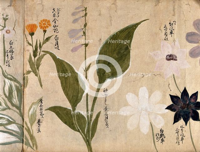 Five flowering plants, possibly including a Hosta species and three Clematis flowers, 1870. Creator: Unknown.