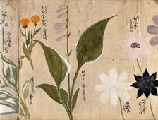 Five flowering plants, possibly including a Hosta species and three Clematis flowers, 1870. Creator: Unknown
