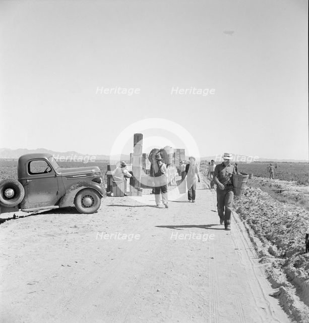 Five hundred pea pickers in field of large-scale Sinclair..., Near Calipatria, CA, 1939. Creator: Dorothea Lange.