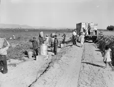 Five hundred pea pickers in field of large-scale Sinclair Ranch, Near Calipatria, California, 1939. Creator: Dorothea Lange