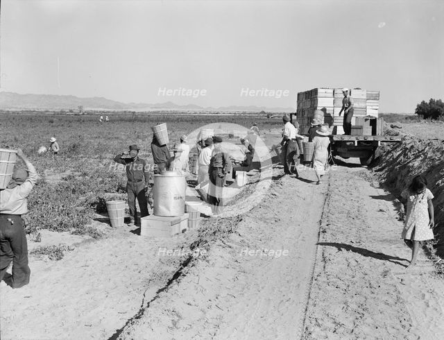 Five hundred pea pickers in field of large-scale Sinclair Ranch, Near Calipatria, California, 1939. Creator: Dorothea Lange.