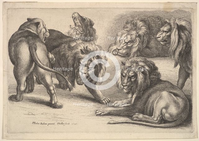 Five Lions and a Lioness, 1646. Creator: Wenceslaus Hollar.