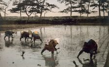 Five peasants re-planting rice in a paddy field, 1890's. Creator: Japanese Photographer (19th Century)