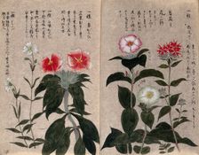 Five plants, possibly pinks (Dianthus species): flowering stems. Creator: Unknown